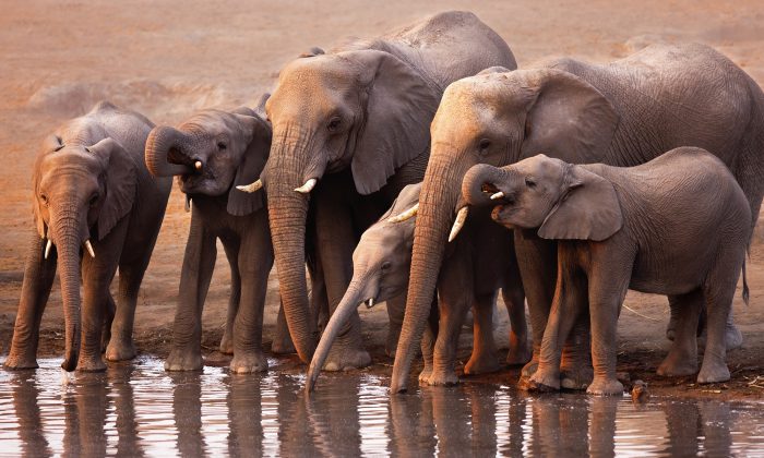 Rencontrez « l&rsquo;homme de l&rsquo;eau » qui apporte tous les jours des camions chargés d’eau pour sauver les animaux assoiffés