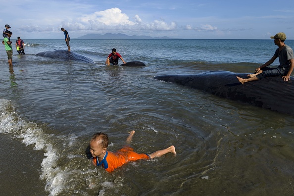 Neuf grands cachalots échoués sur une plage indonésienne