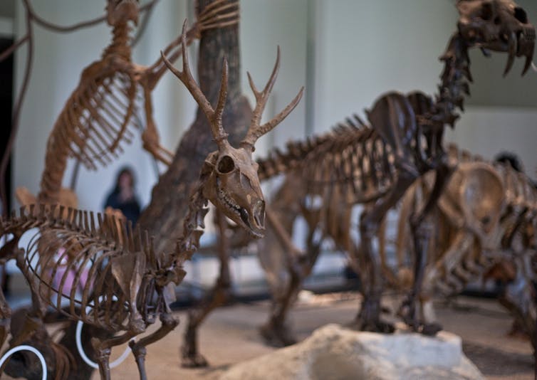 À propos des grandes crises d’extinction