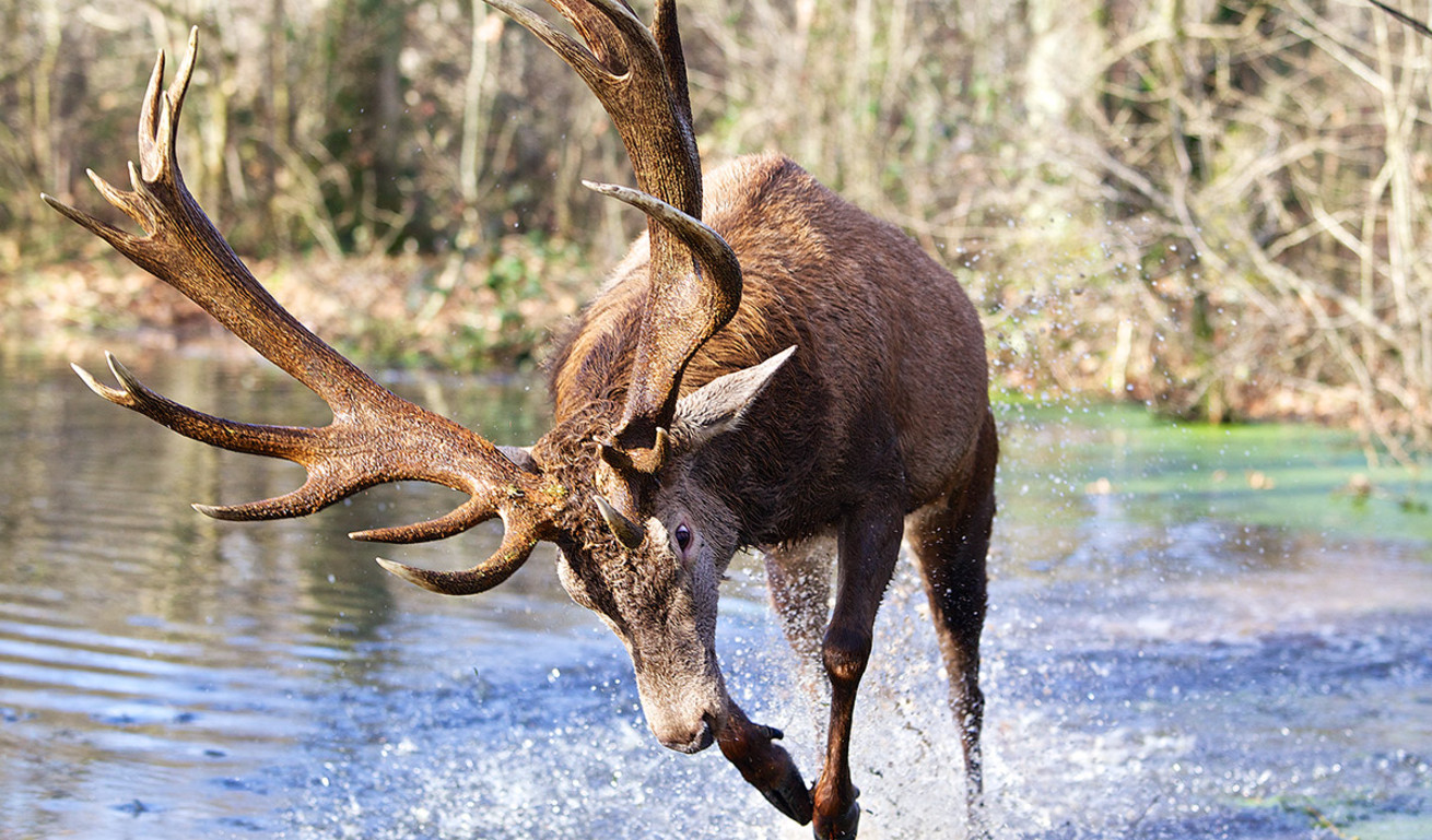 Oise : un cerf charge et tue un chasseur dans la forêt de Compiègne