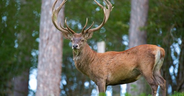 De plus en plus de Français s’opposent à la chasse