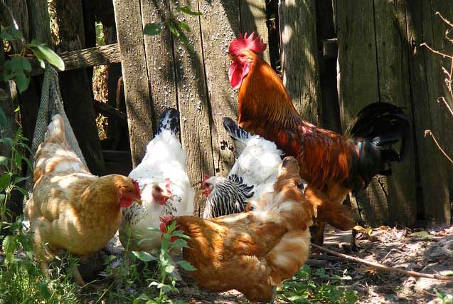 Une poule offerte à chaque famille à Jausiers dans un HLM, avec des poulaillers communs