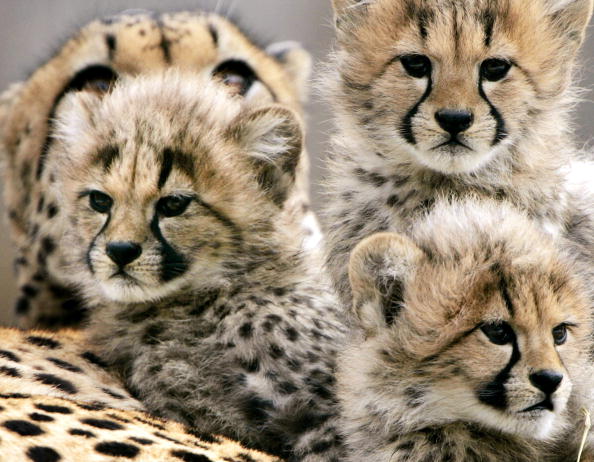 Naissances de huit bébés guépards dans un zoo des États-Unis