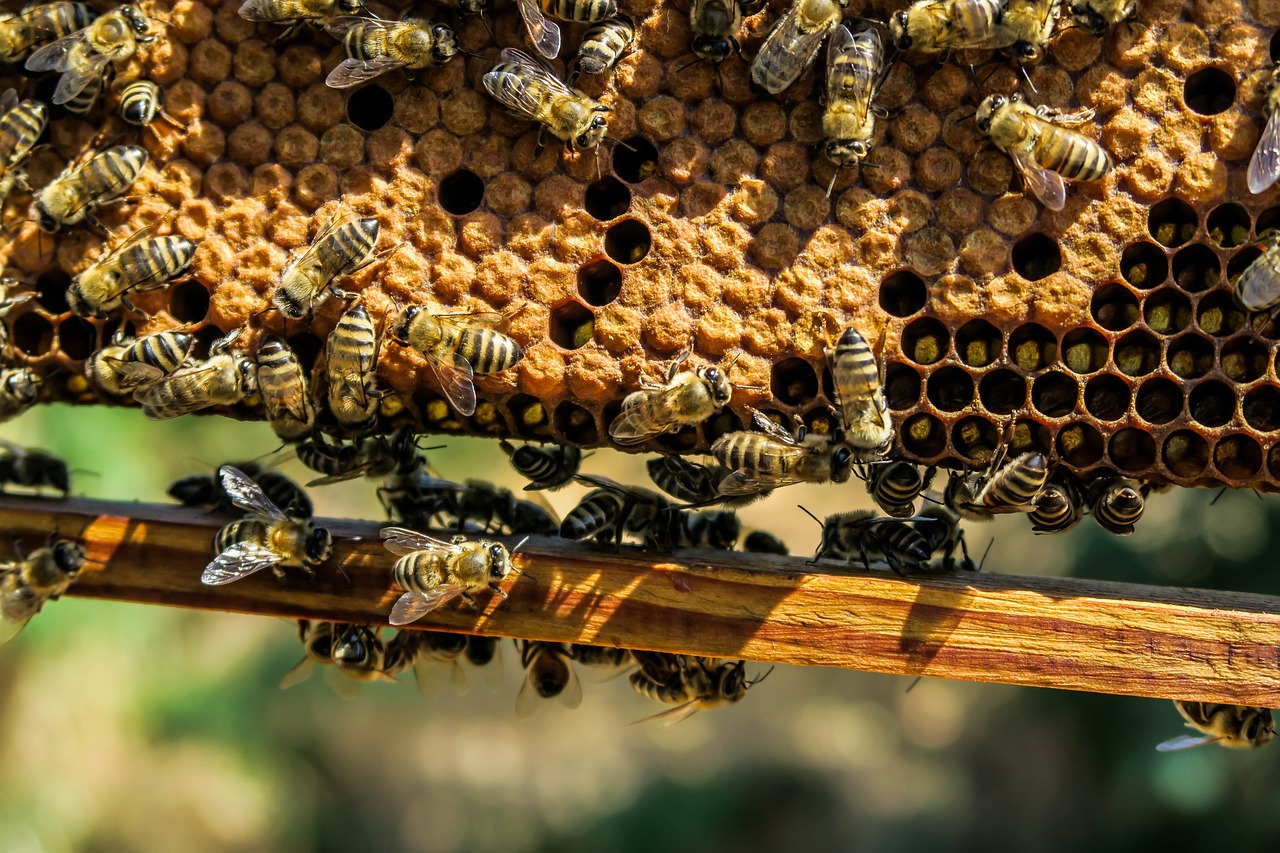 Deux ados soupçonnés d’avoir tué 500 000 abeilles