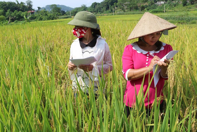 Le principe des essais cliniques peut-il s’appliquer aux politiques de développement ?