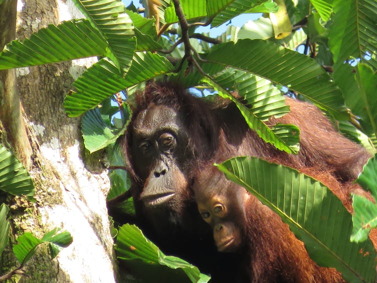 Chasse, trafic, huile de palme : qui tue vraiment les orangs-outans ?