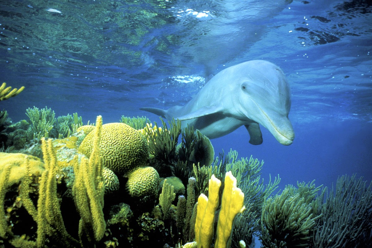 Une centaine d&rsquo;échouages de marsouins par an en baie de Seine