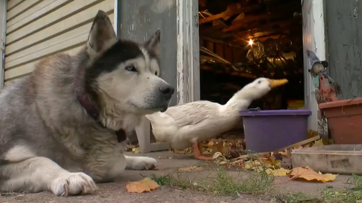 L&rsquo;amitié insolite d&rsquo;un canard et d&rsquo;un husky – ils sont totalement inséparables