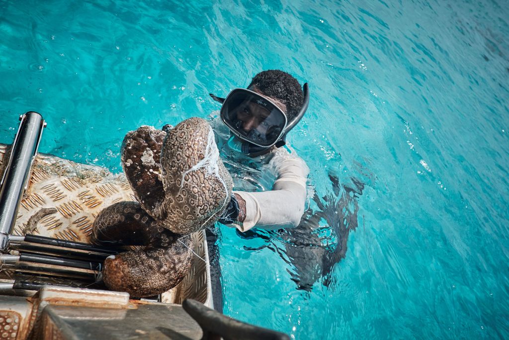 Pacifique Sud : la marine française contre les pêcheurs illégaux d&rsquo;holothuries