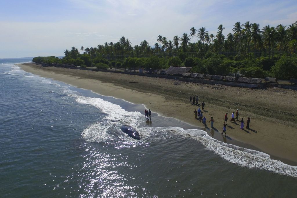 Thaïlande: une baleine meurt après avoir avalé 80 sacs en plastique