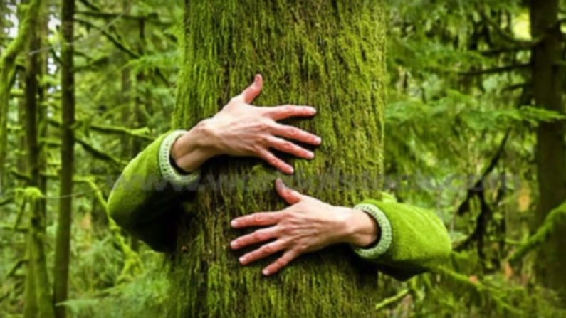 La sylvothérapie : un bien-être thérapeutique par les arbres