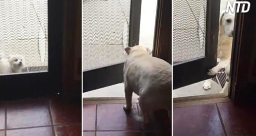 Des moments de jeu de labradors retrievers dans la maison – ce qu’ils font vous fera sourire et rire