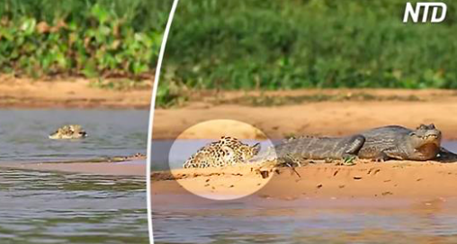 Ce crocodile n’a aucune idée de ce qui nage derrière lui, puis soudain, il est là