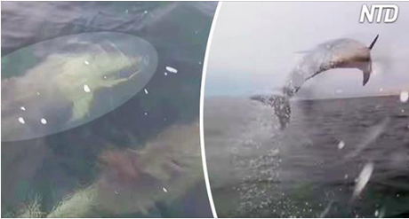 Des plaisanciers attirent l&rsquo;attention de centaines de résidents de l&rsquo;océan – puis ça devient un peu incontrôlable!