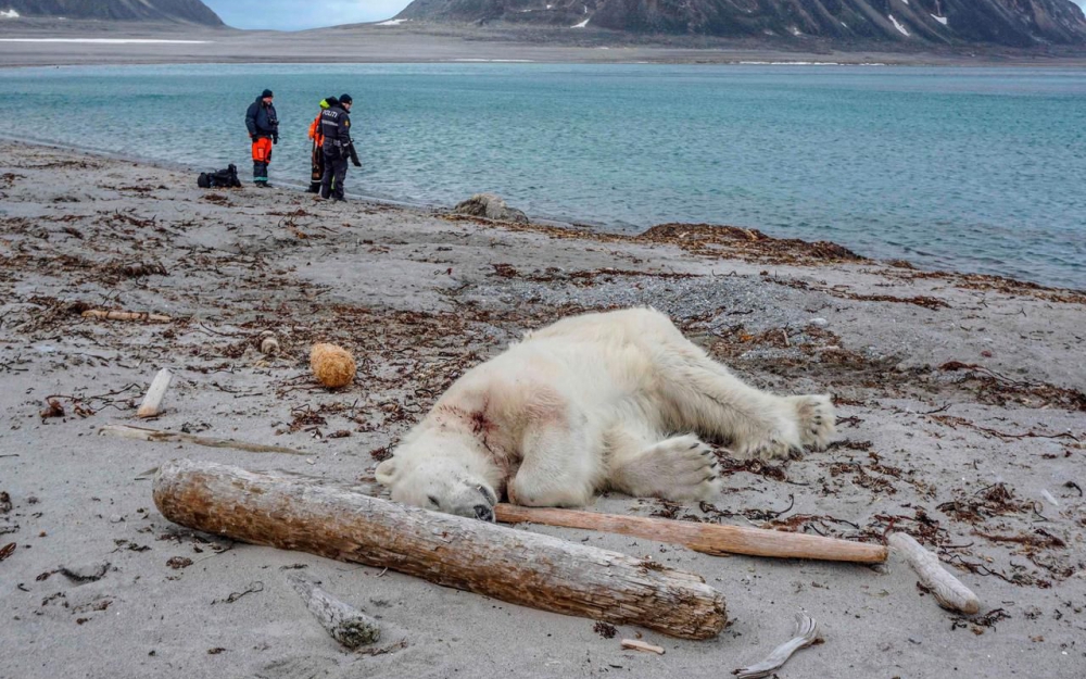 Arctique : Un ours polaire attaque et blesse un homme, il est abattu