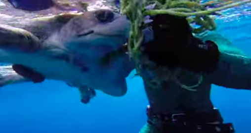 Des plongeurs sur un bateau repèrent une tortue en détresse, le sauvetage héroïque est capturé sur vidéo