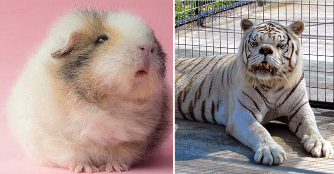Voici des photos d&rsquo;animaux trisomiques montrant leur ressemblance avec leurs homologues humains!