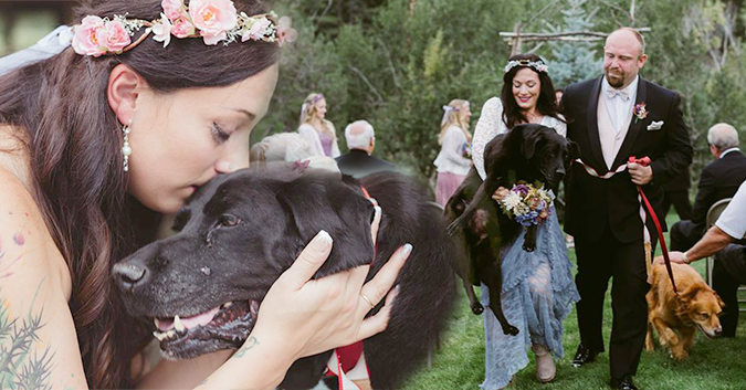 Un fidèle labrador de 15 ans s&rsquo;accroche à la vie jusqu&rsquo;au jour du mariage de sa maîtresse pour faire cela…