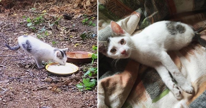 Ce chaton rescapé est né sans pattes arrière, mais il étonne les gens avec ce qu&rsquo;il peut faire!