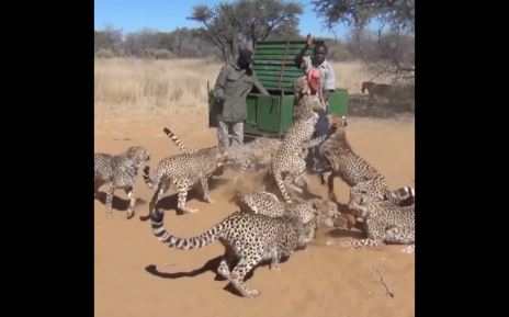 Des hommes courageux sortent pour nourrir 30 guépards, mais la façon dont ces animaux réagissent, c&rsquo;est un avertissement