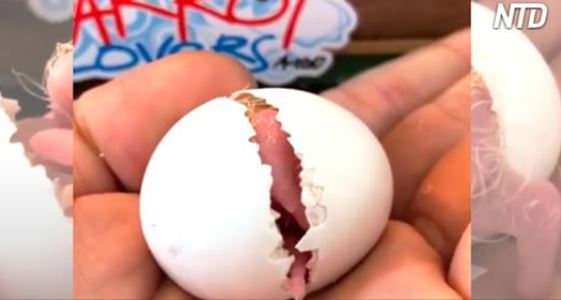 Un amoureux des animaux partage une vidéo très touchante de lui, élevant une créature exotique – de son œuf, jusqu&rsquo;au ciel