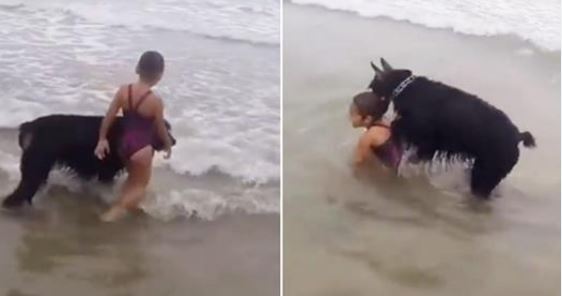 Ce chien protecteur passe en mode « protection » lorsque cette jeune fille s&rsquo;aventure trop loin dans les vagues
