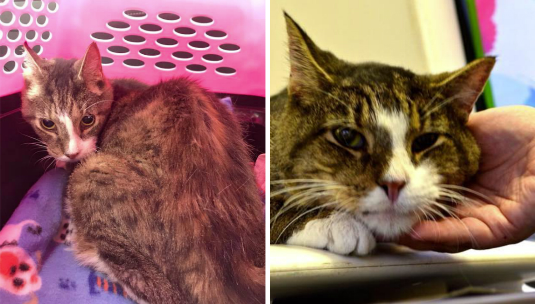 Un chat de 26 ans avait cruellement besoin d&rsquo;un foyer – puis une dame a vu une annonce sur Facebook