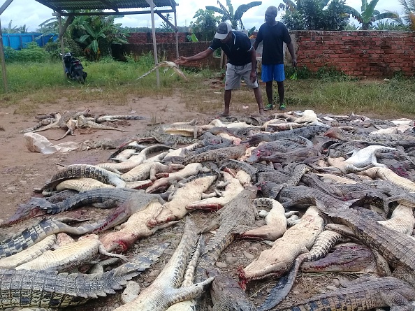 En Indonésie, des habitants en colère massacrent près de 300 crocodiles après la mort d&rsquo;un homme