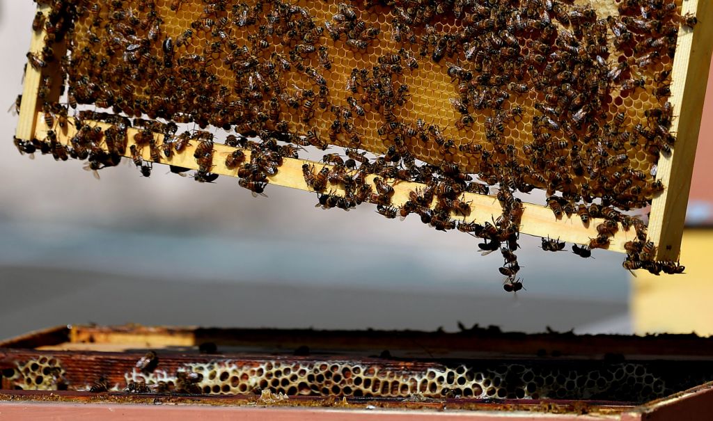 A Rome les abeilles aident à surveiller la pollution de l&rsquo;air