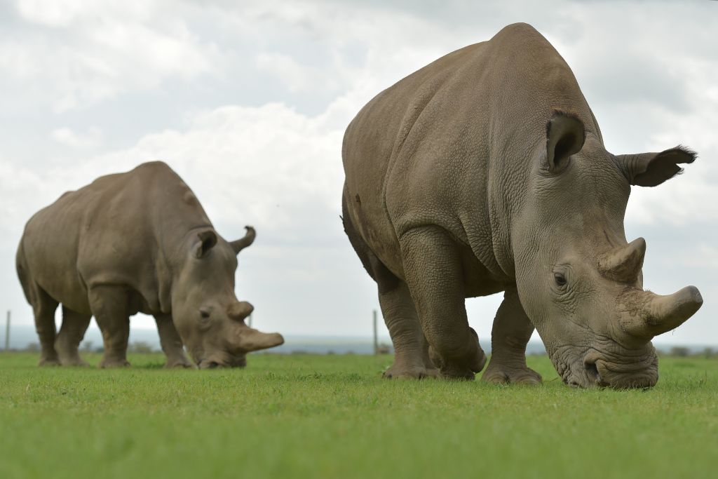 Premiers embryons de rhinos in vitro, espoir pour une espèce quasi éteinte