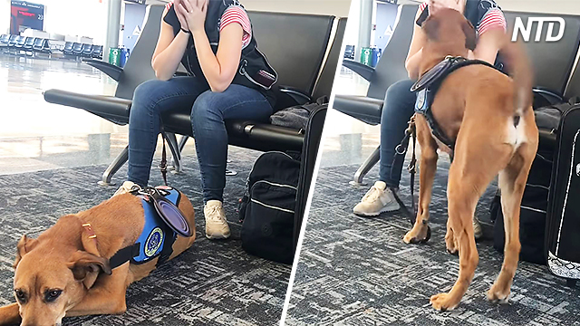 Un chien d&rsquo;assistance se met à aider une femme qui fait une crise de panique dans un aéroport, et c&rsquo;est magnifique