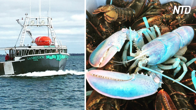 Un homard très rare de couleur pastel a été pêché au large de l&rsquo;île de Grand Manan, cela arrive à 1 individu sur 100 millions