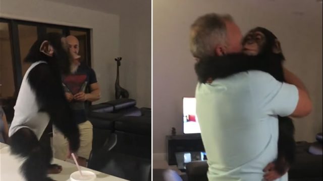 Extatique, ce chimpanzé est fou de joie de retrouver ceux qui l&rsquo;ont aidé à traverser les jours les plus difficiles