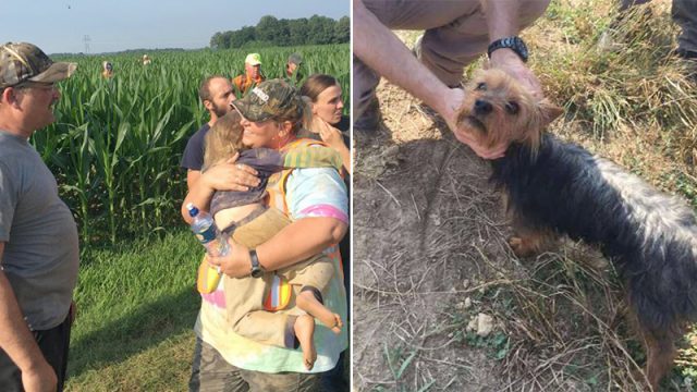 Une fillette de 3 ans perdue dans un champ de maïs. Un chien loyal reste à ses côtés jusqu&rsquo;à l&rsquo;arrivée des secouristes