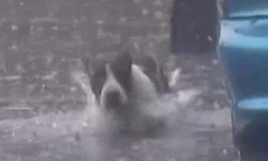 Un secouriste bénévole sauve un chien des inondations intenses et forme un lien étonnant avec lui