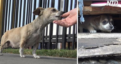 Une chienne a mis bas dans une cour de chargement – mais attendez de voir où ils ont trouvé ses chiots!