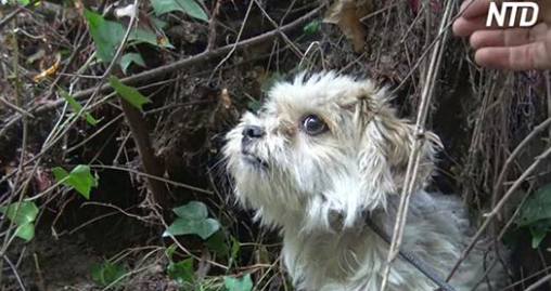 Ce chien effrayé fuyait les sauveteurs, mais sa vie change à leur 7e tentative