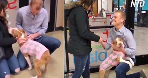 Un homme fait sa demande à sa petite amie avec l’aide d’un adorable chien de refuge qu’il vient d’adopter