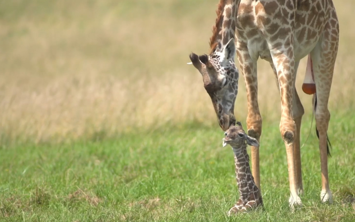 Les premiers pas de bébé girafe, peut être la chose la plus mignonne que vous verrez de la semaine