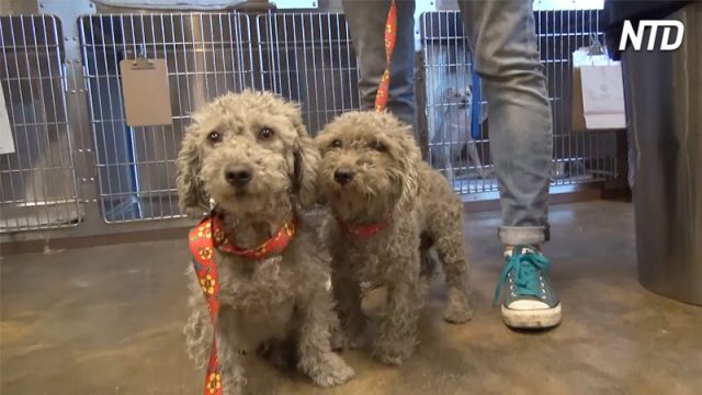 Deux chiens errants sont sauvés d&rsquo;un dépotoir, ils ne pouvaient pas être plus heureux et plus reconnaissants