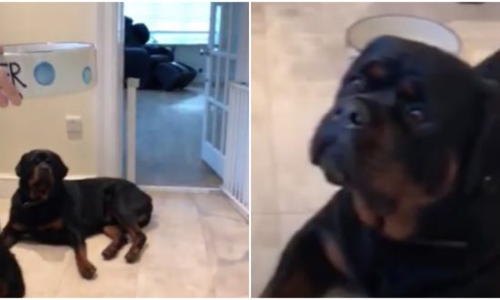 Une femme place de la nourriture devant ses chiens. Mais quand elle dit « attendez », il faut voir leurs expressions