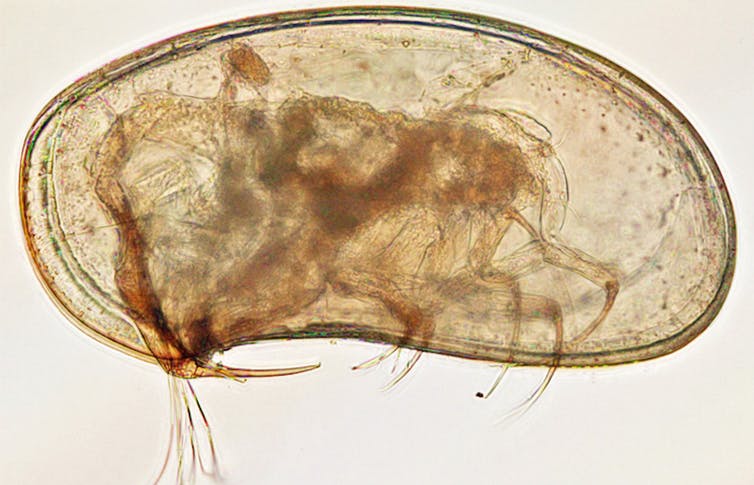 Les ostracodes : quelques microns, une carapace et 480 millions d’années d’histoire