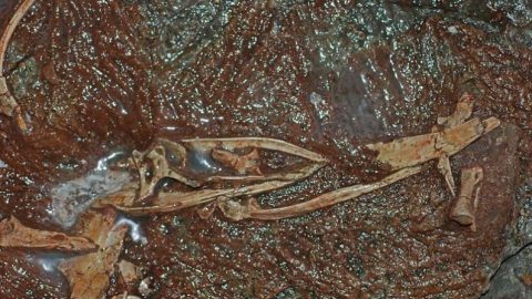 Ces nouvelles espèces de dinosaures en forme d&rsquo;oiseaux découvertes en Chine semblent incroyables