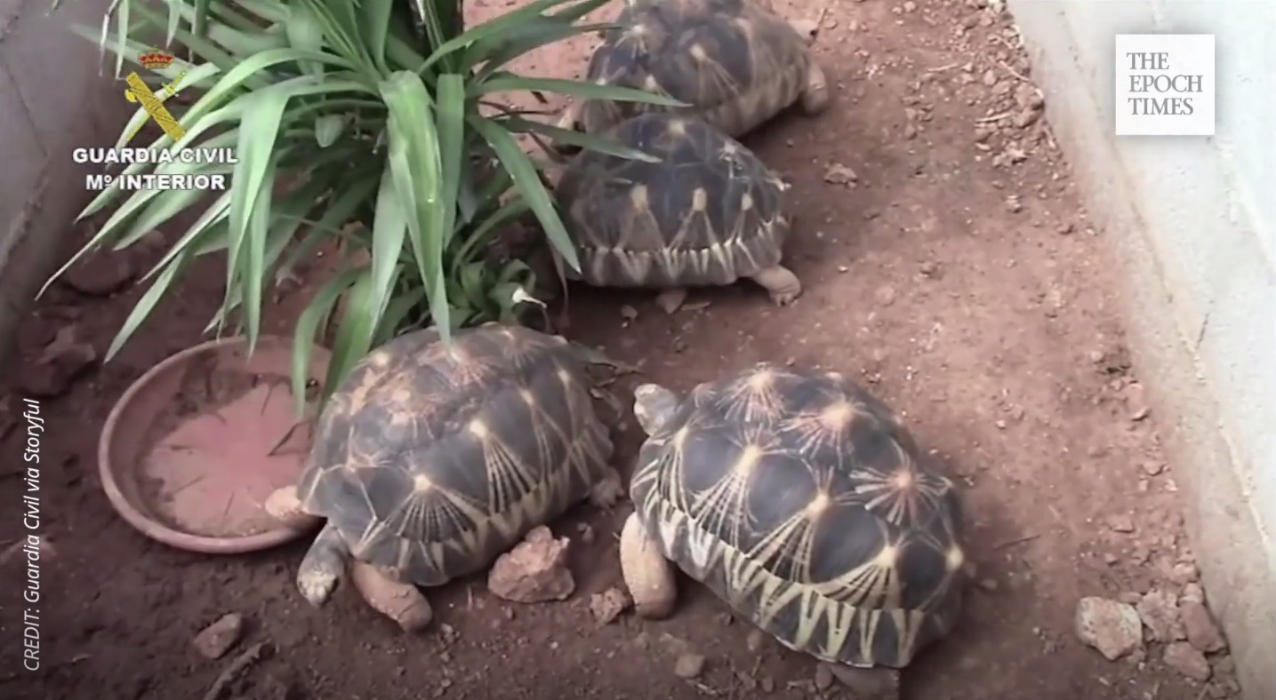 La police espagnole a fermé la plus grande ferme illégale de tortues en Europe