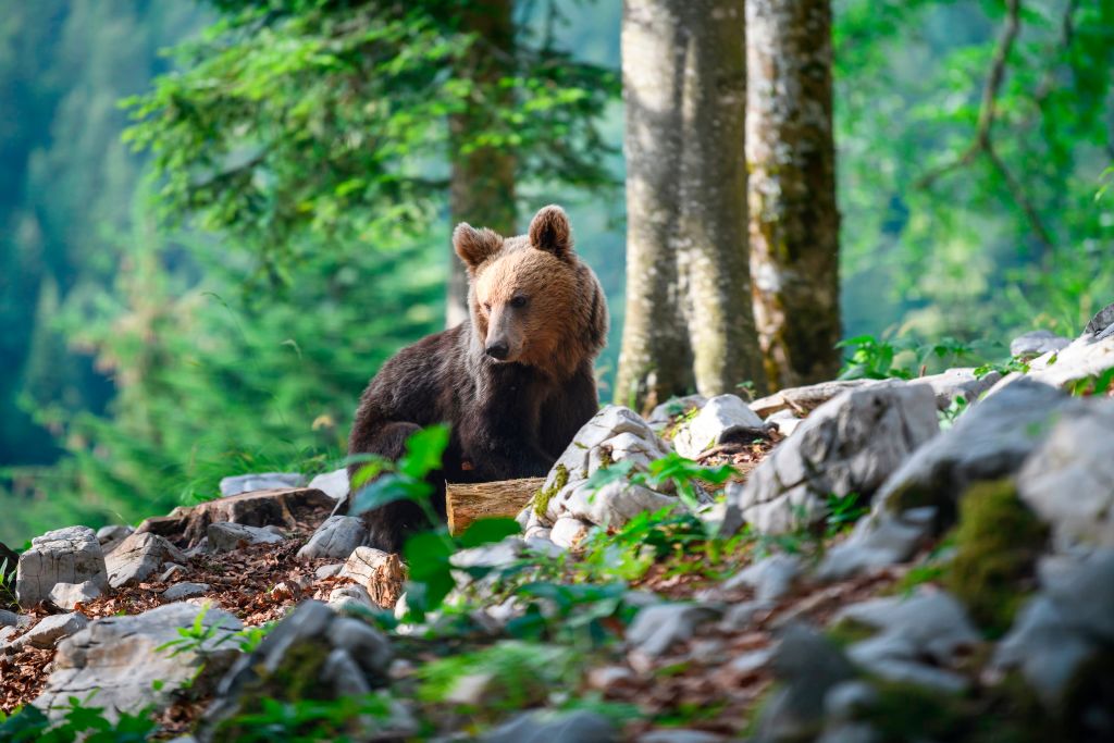 Vivre avec les ours, le pari de la Slovénie