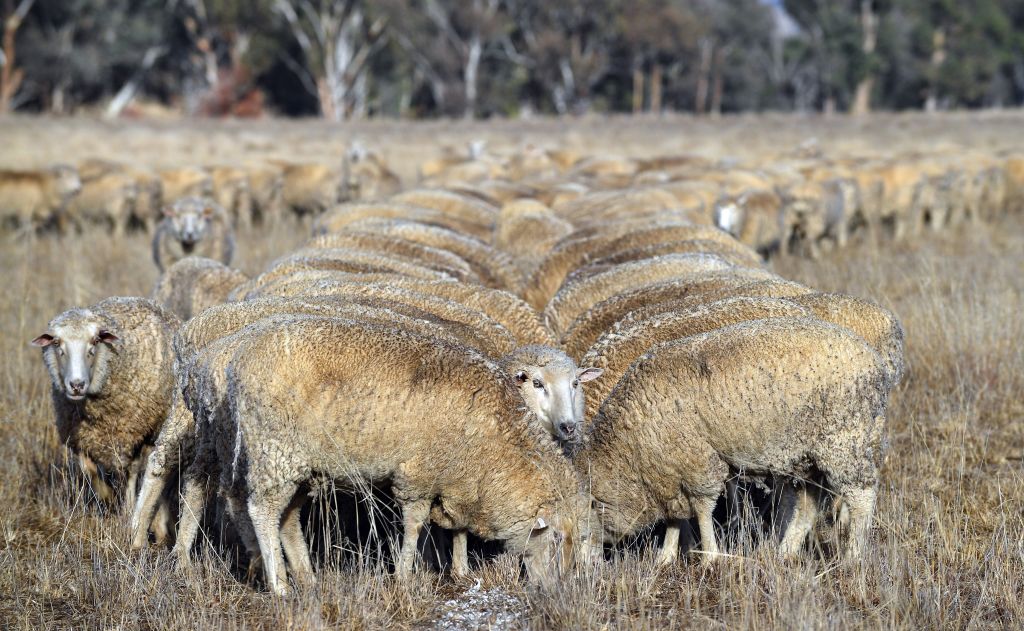 Les éleveurs australiens face à la pire sécheresse en « plus de 50 ans »
