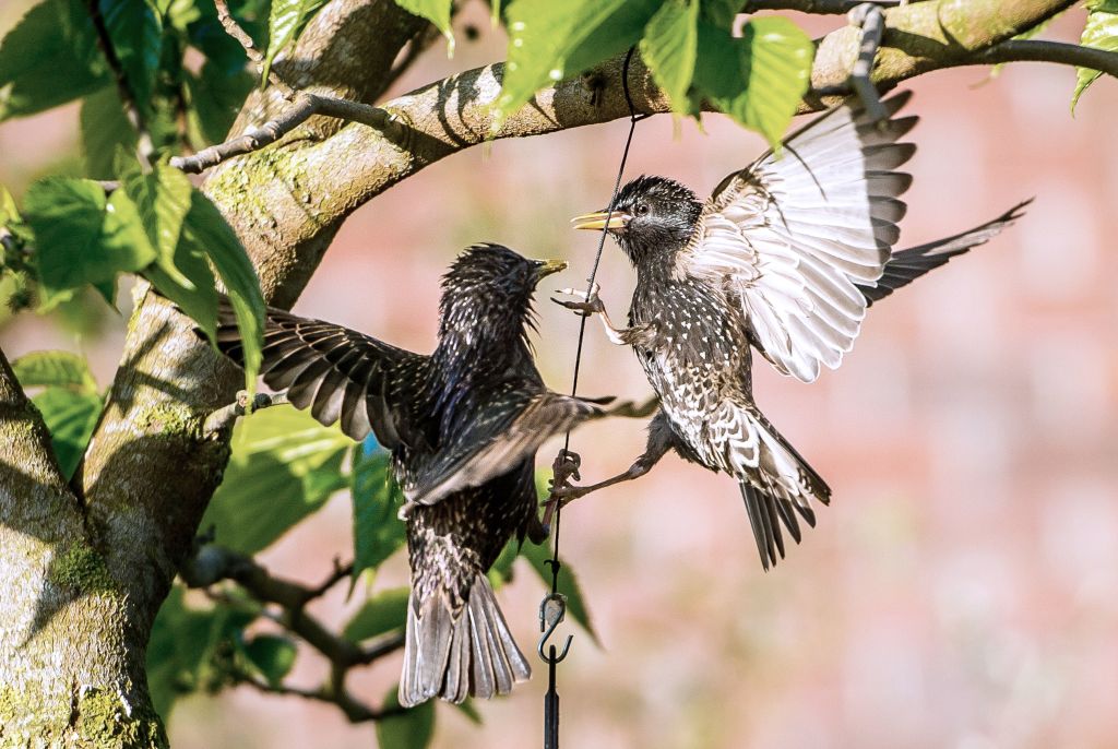 Les femelles étourneaux sous Prozac sont moins courtisées (étude)