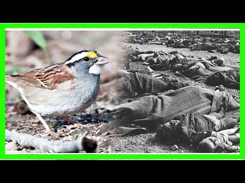 L&rsquo;ordre du dictateur d&rsquo;éliminer tous les moineaux échoue horriblement – au lieu de cela, 78 millions de personnes meurent de faim