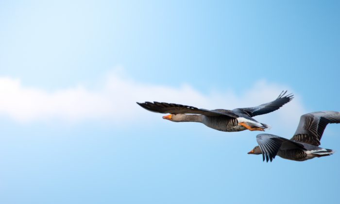 Anciennes histoires chinoises : ne pas tuer guérit une déformation ancestrale