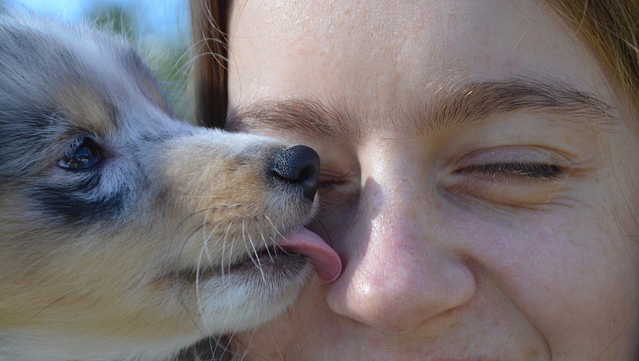 La salive des chiens et des chats peut être dangereuse – en France, elle a coûté la vie à 3 personnes